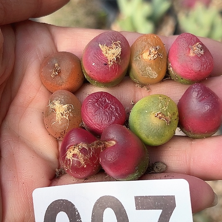 开播福利10颗毛汗尼1111多肉