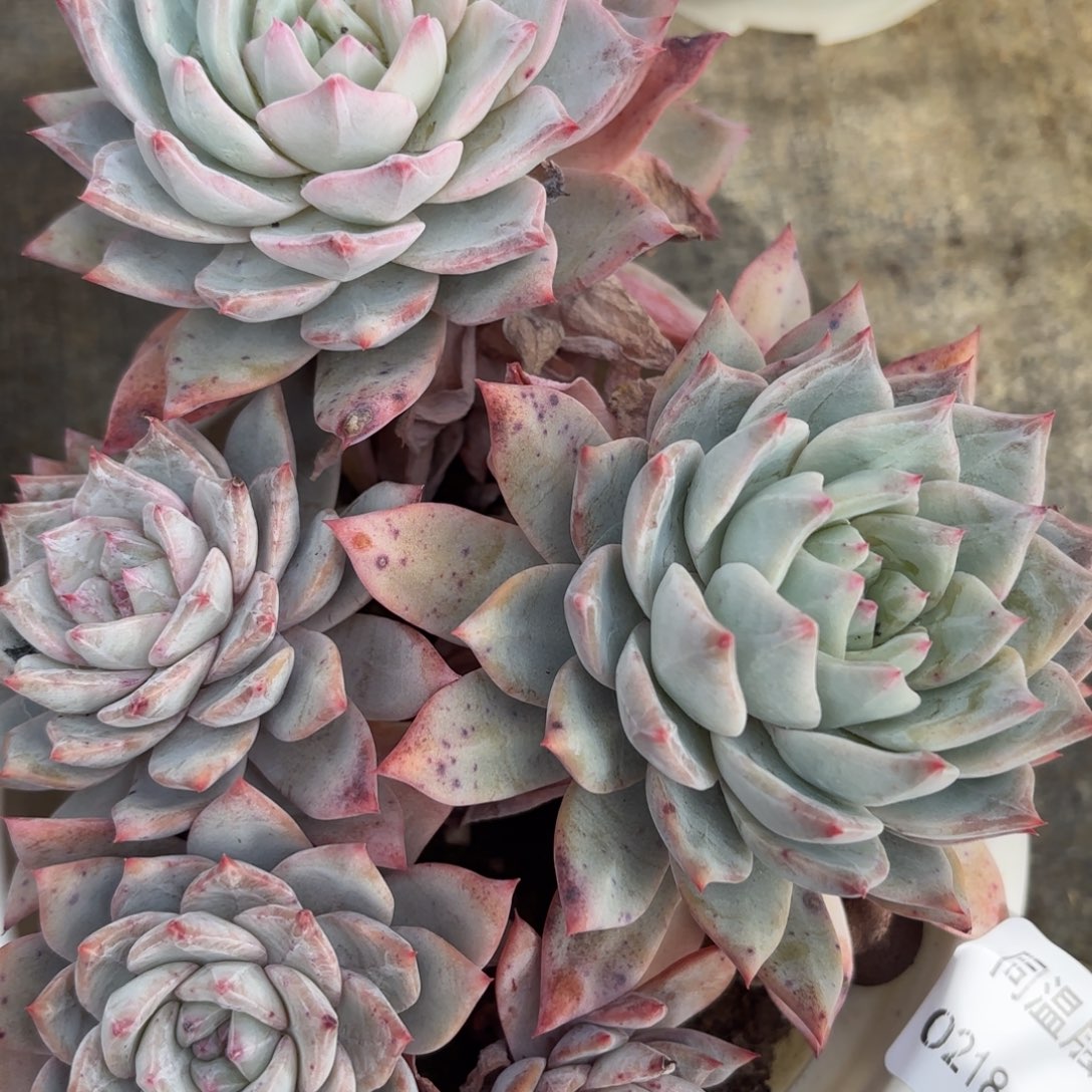 同温层多肉109粉蓝鸟