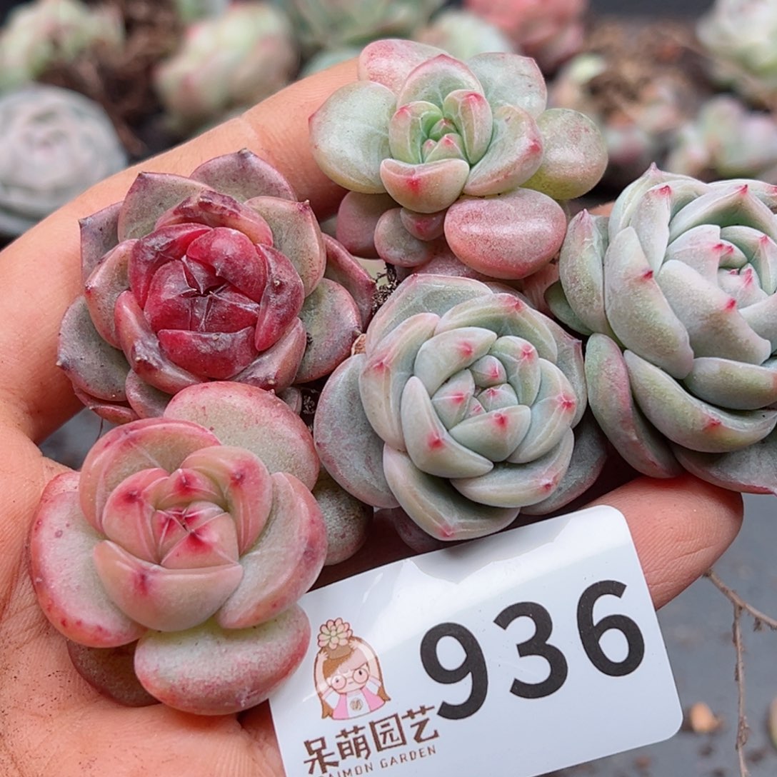 多肉植物多肉植物