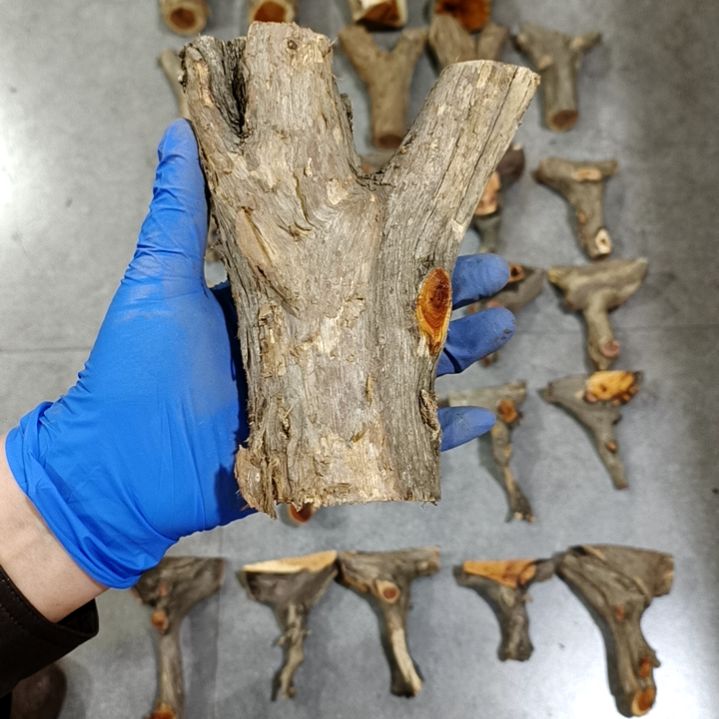 内***飞香榧木崖柏原叉崖柏原叉崖柏