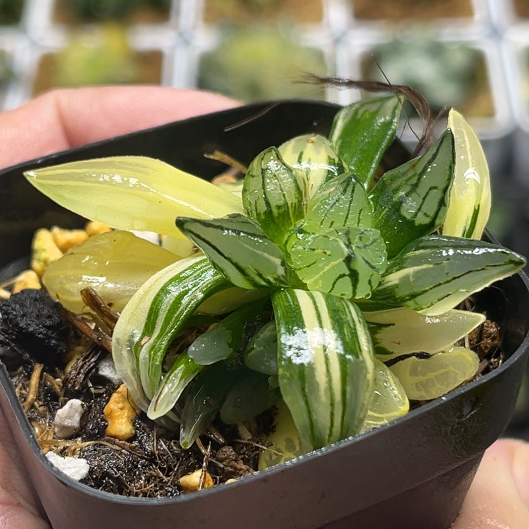 199西瓜寿锦+子弹头锦