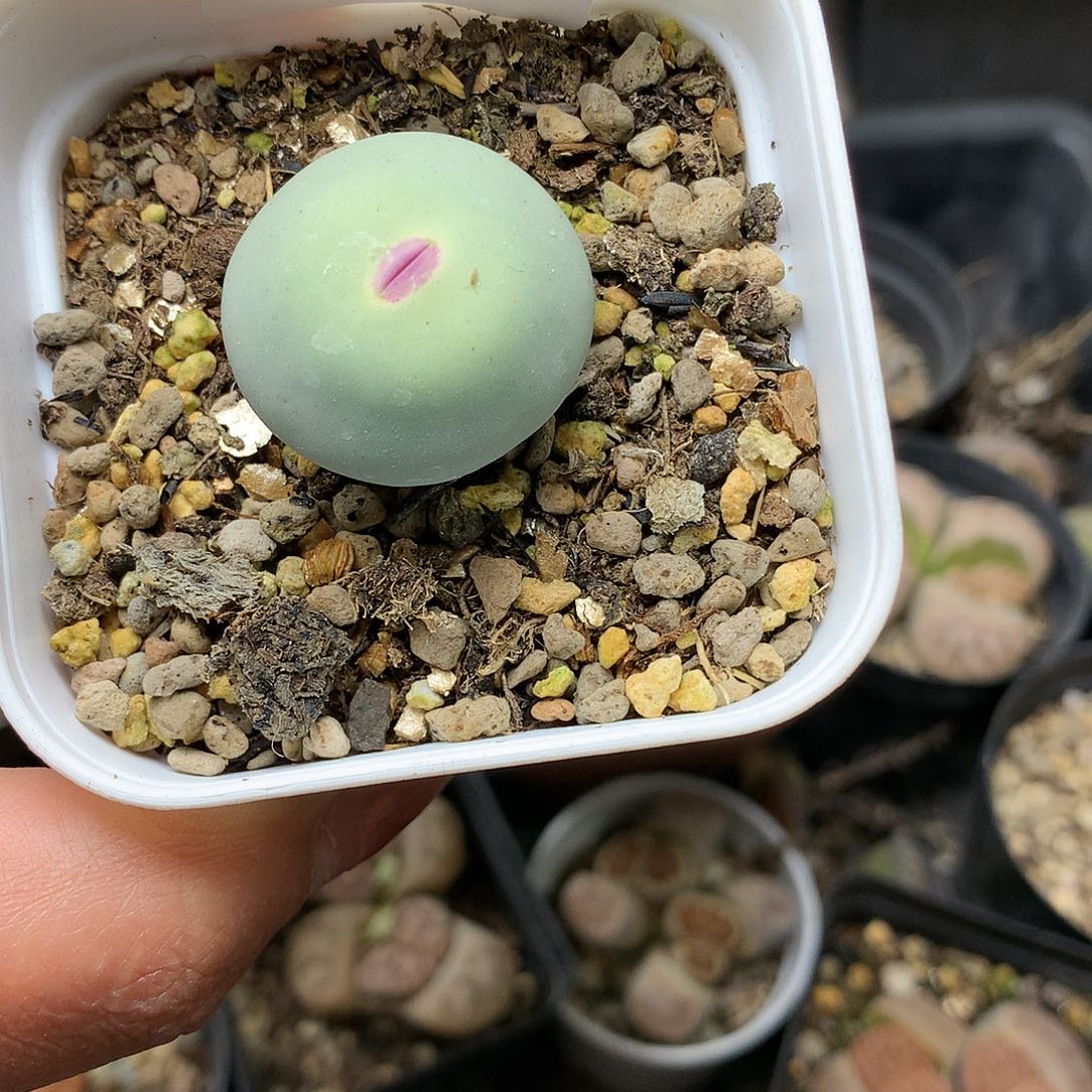 A429多肉植物保护研究所