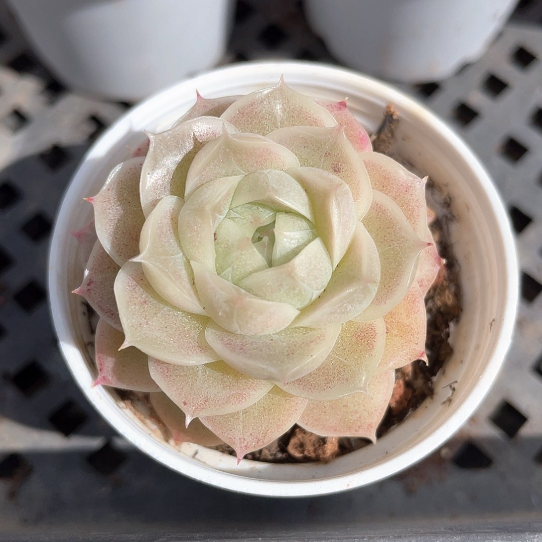 优选麦秆福利1017