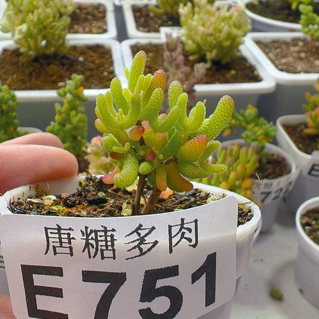 糖球花斑锦751。
