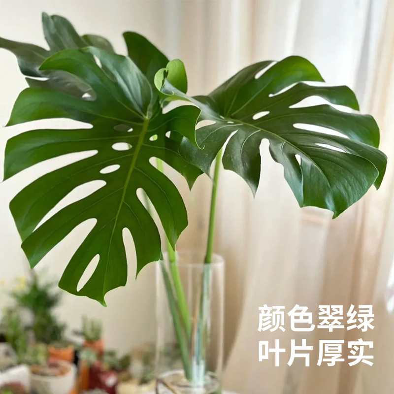 水培植物龟背竹盆栽老桩净化空气天堂鸟大叶根系观叶绿植耐阴常青