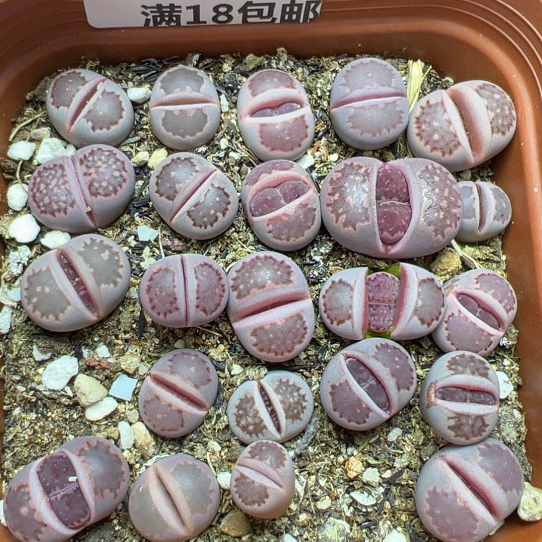 【闪购商品】428……