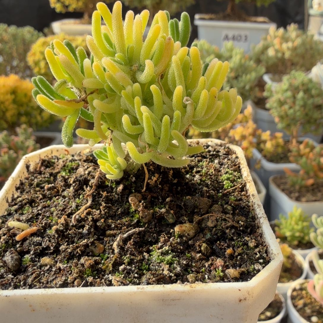 A520荧光兔阴阳锦