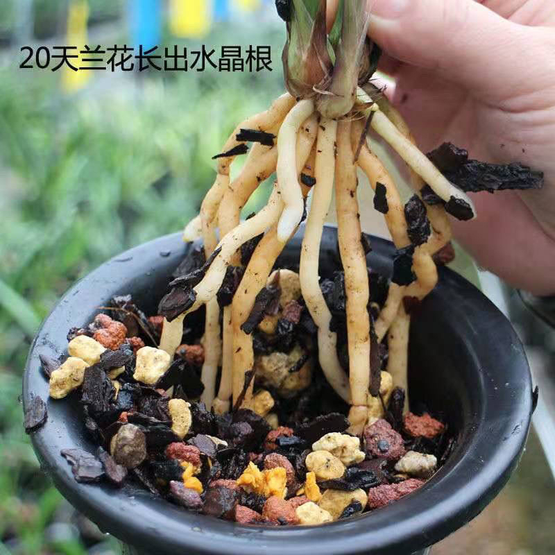 兰花专用土透气保湿防烂根适合蝴蝶兰君子兰等多种兰花