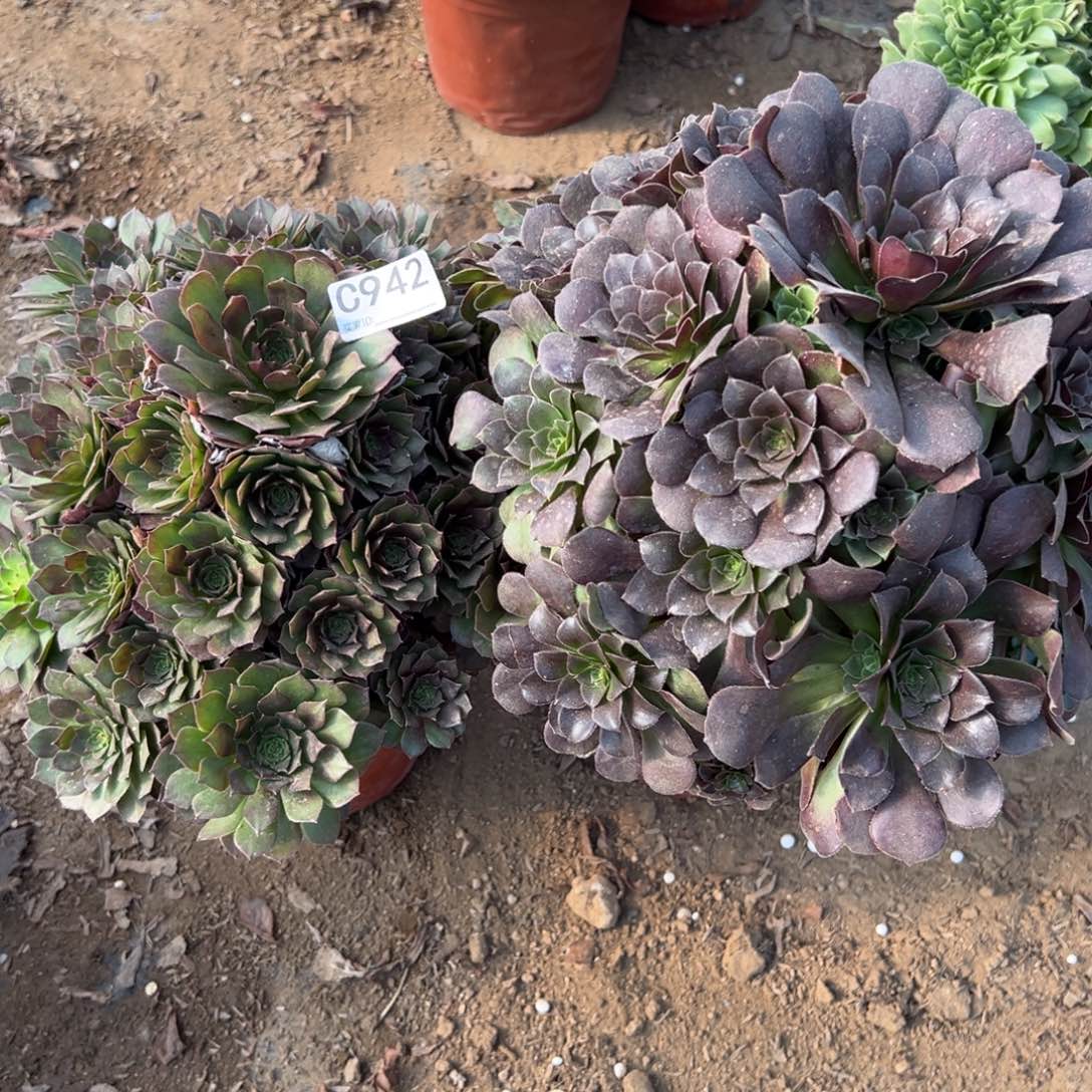 942两颗组合多肉植物法师多肉