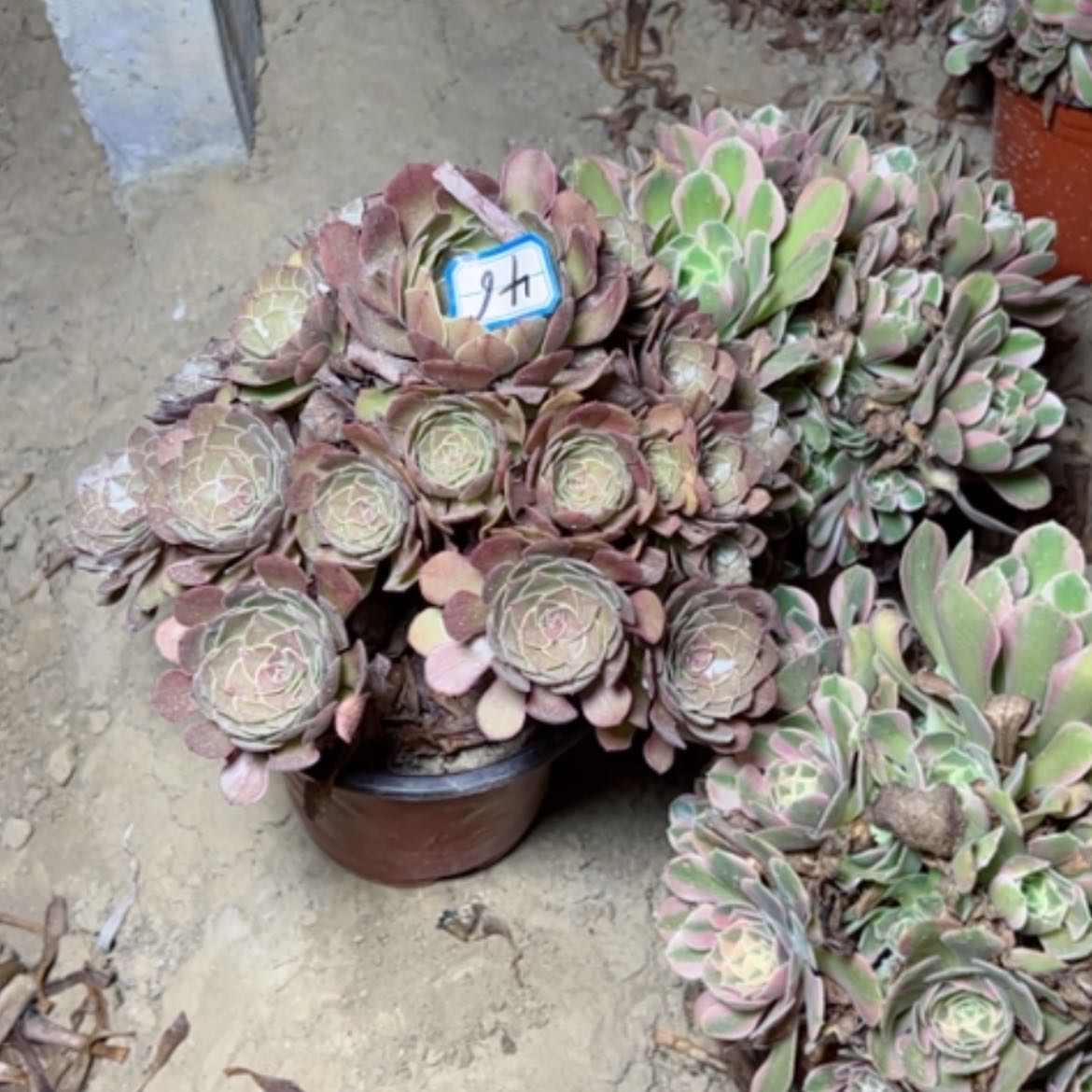 【闪购商品】多肉植物艾伦46