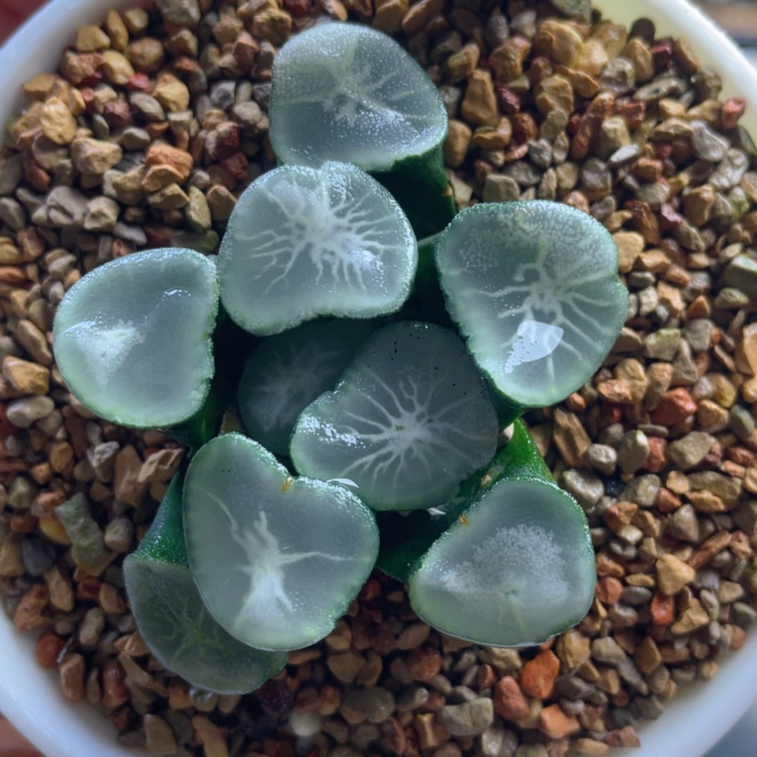 6.十二卷多肉望乡万象。    