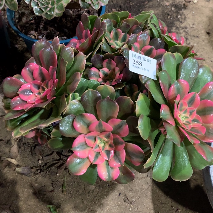 258香妃多肉植物特价