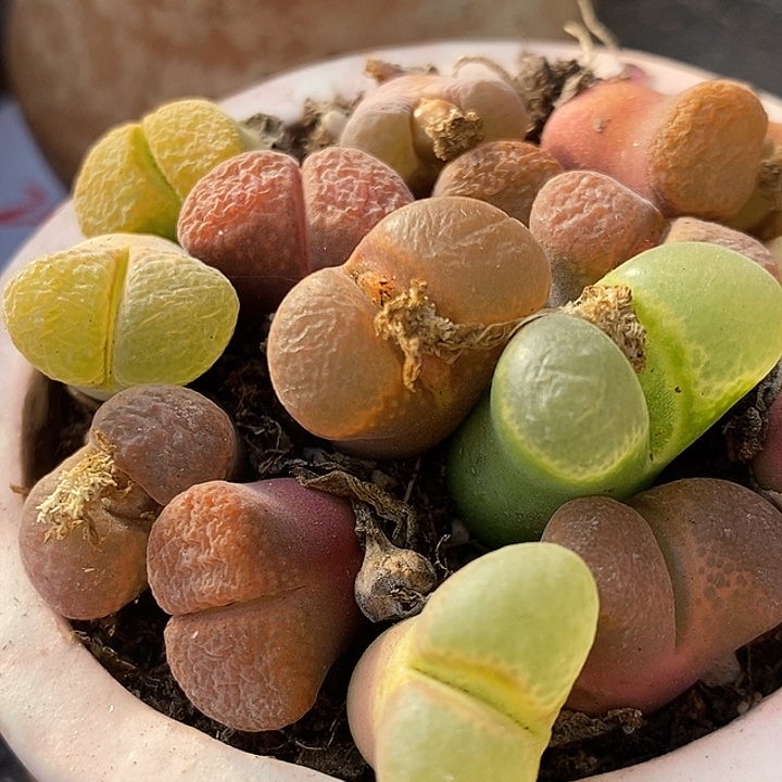 母本风铃混合10颗