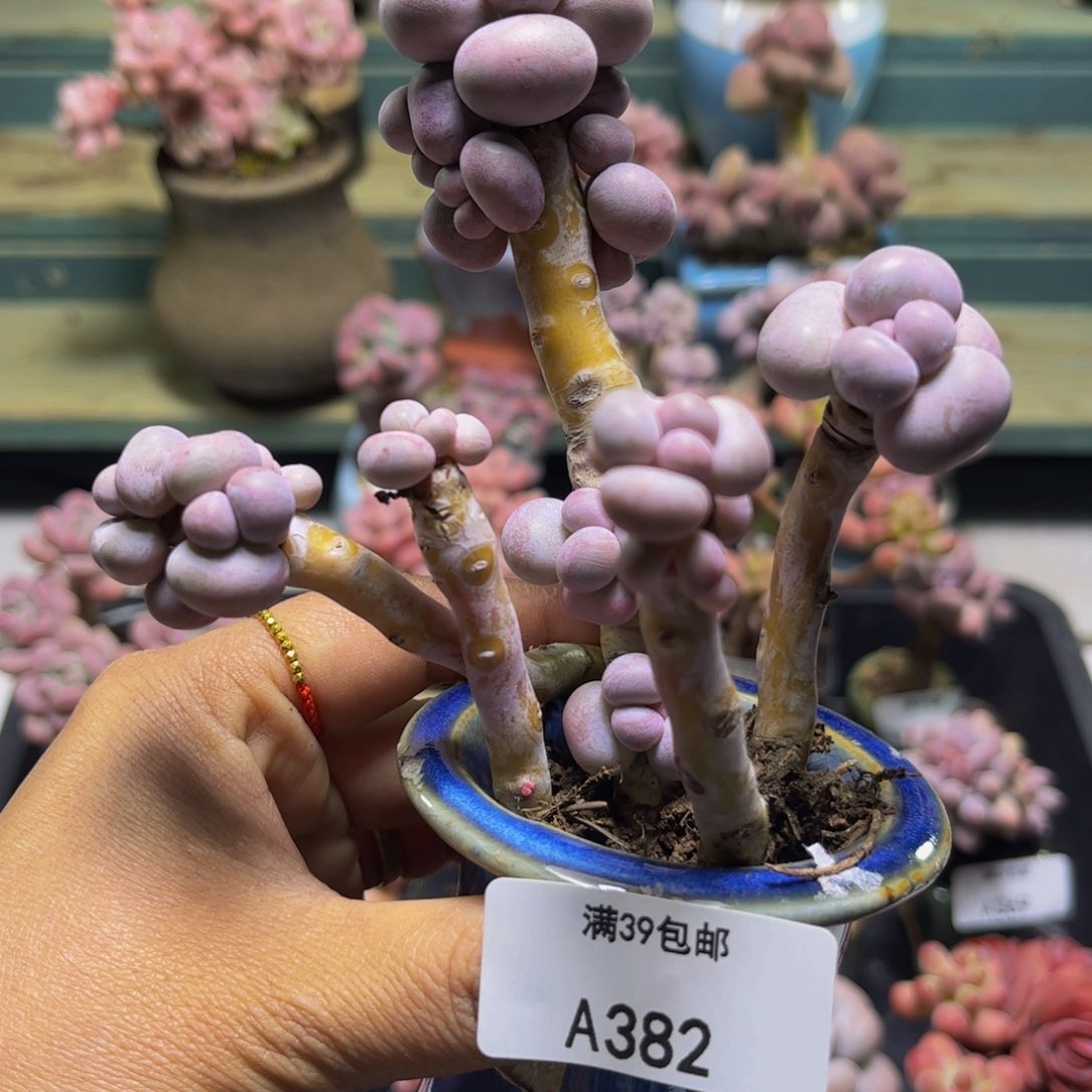 芭比奶382/9/cm多肉