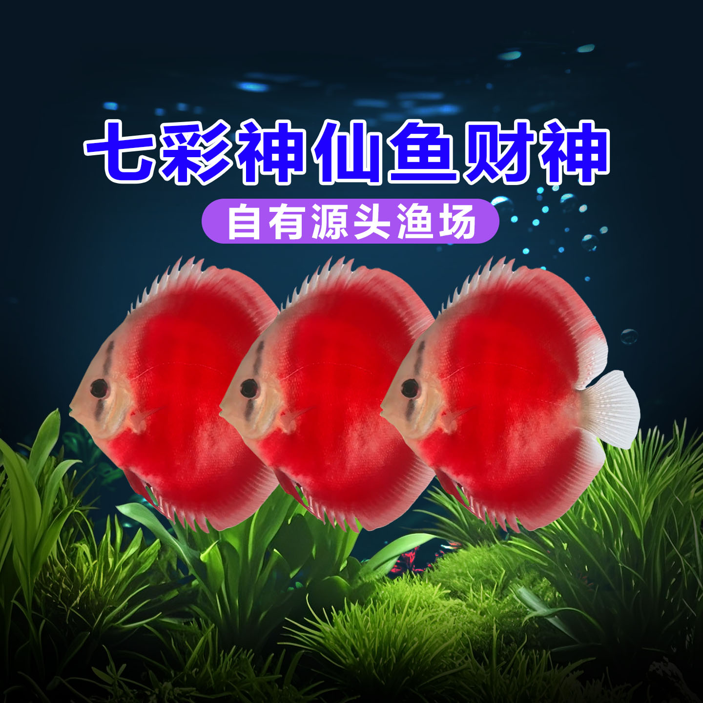 七彩神仙鱼财神热带淡水鱼观赏鱼精品活体幼鱼渔场直销包入缸三天