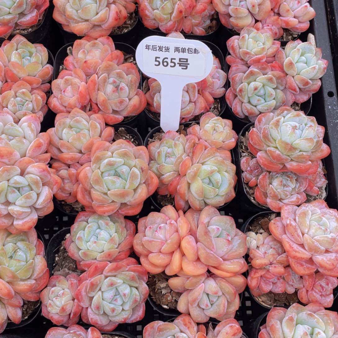 565号大白兔全状态群生一个