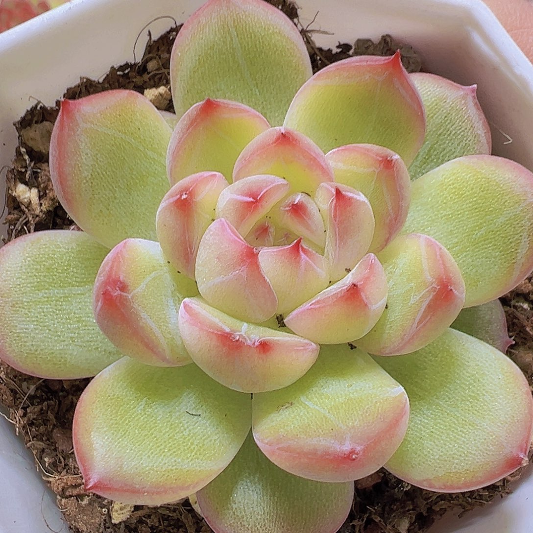 雪花珍妮19包邮多肉