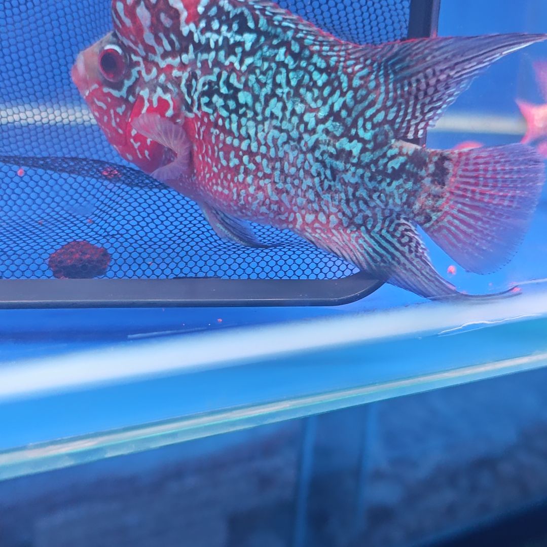 海水鱼淡水热带鱼罗汉鱼大苗