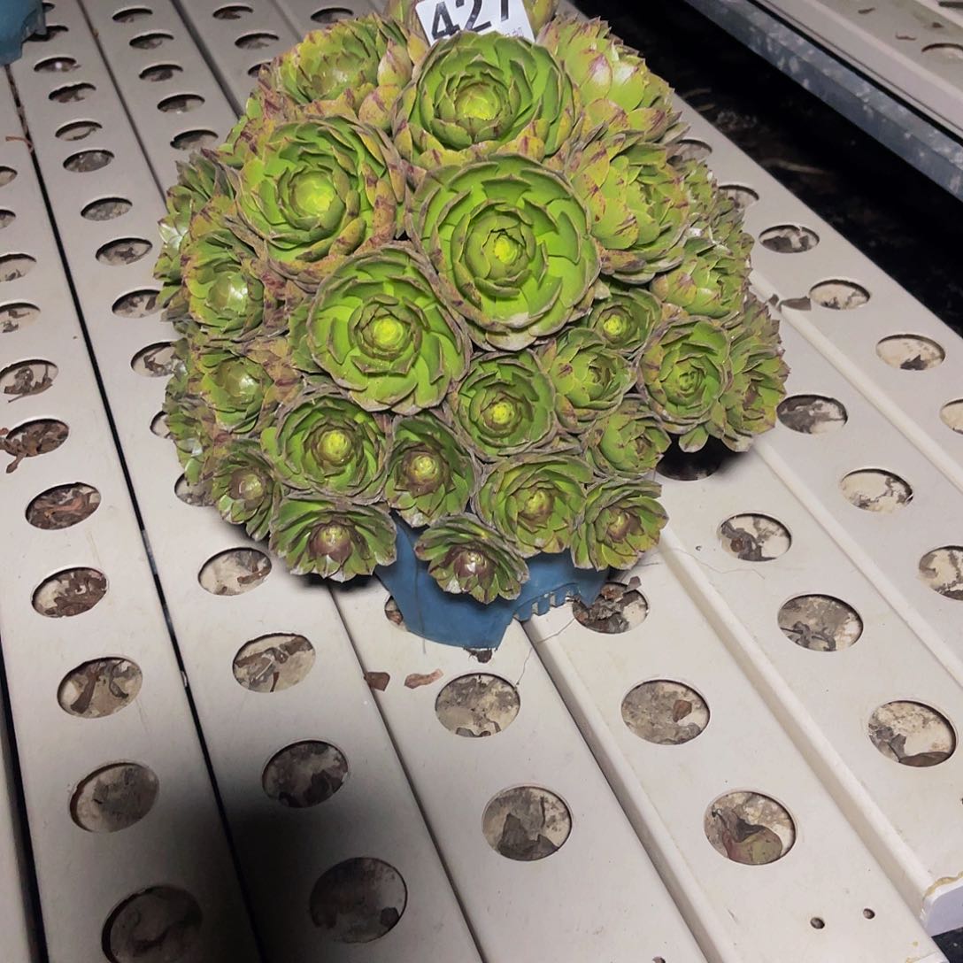 法师法师3-43包邮法师