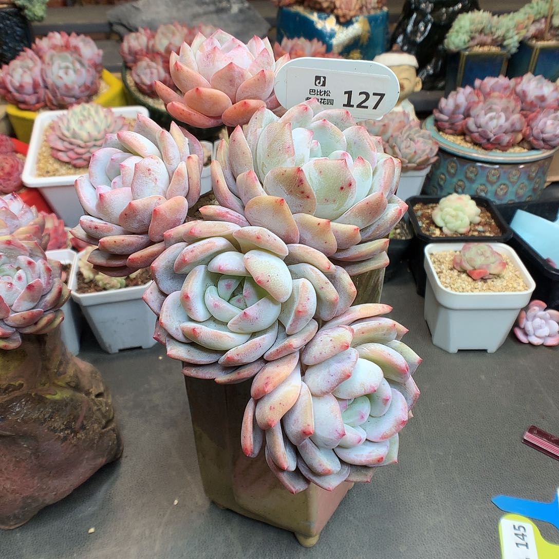 一***_127 五头橙带盆这棵发货