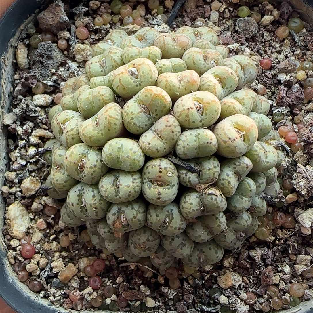 年后脱土发货23498