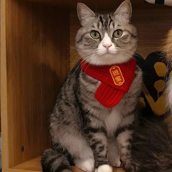 【粉丝福利领取猫咪围脖】可爱毛线宠物围巾围兜冬季编织口水巾