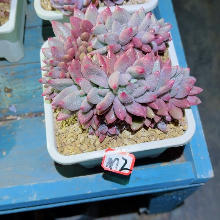 风****过精品多肉植物老桩