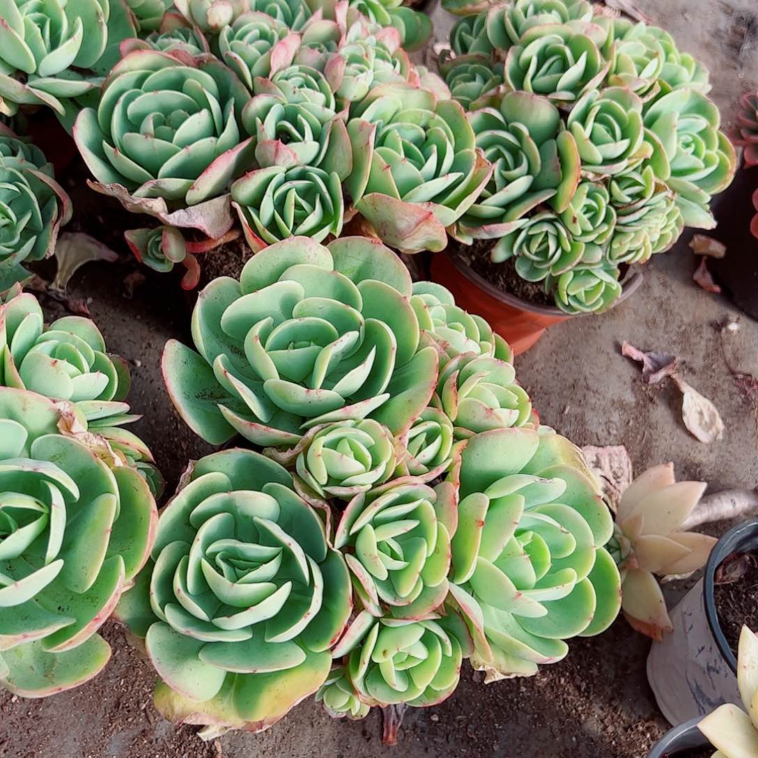 鸡蛋碧桃多头群生精品特价