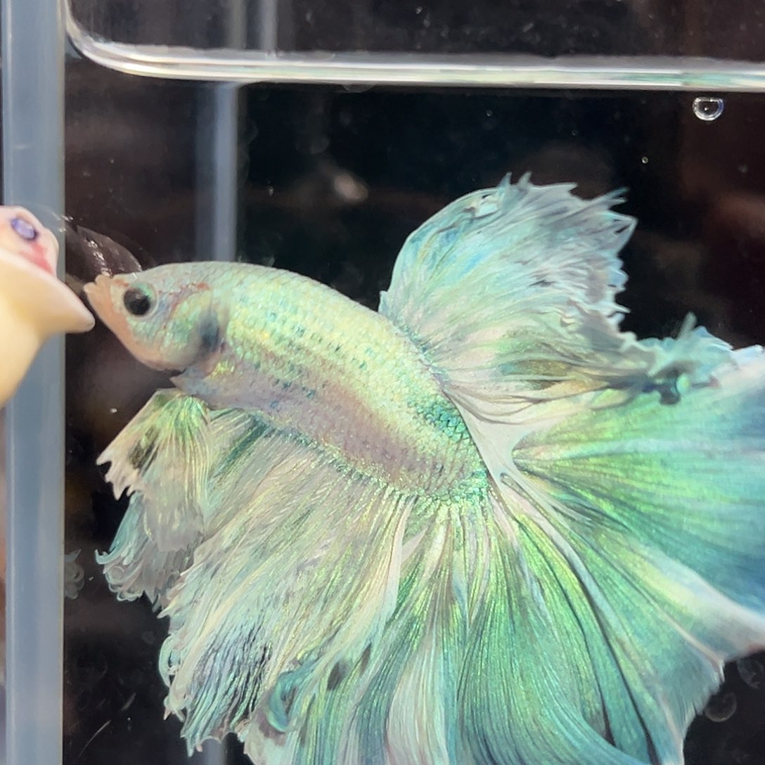 斗鱼2号蒂芙尼绿大长腿降价出