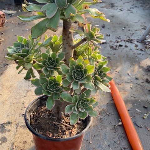 大叶绿玫瑰12多肉植物法师