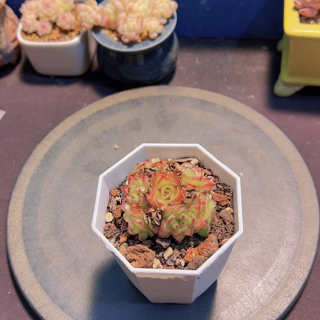 玉*新品.多肉植物，