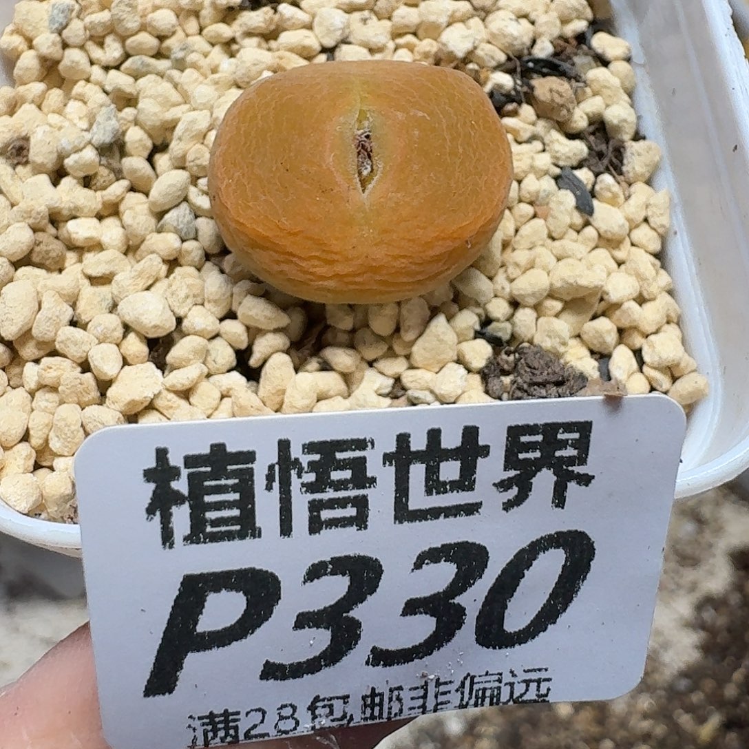 多肉植物的润泽ghnn