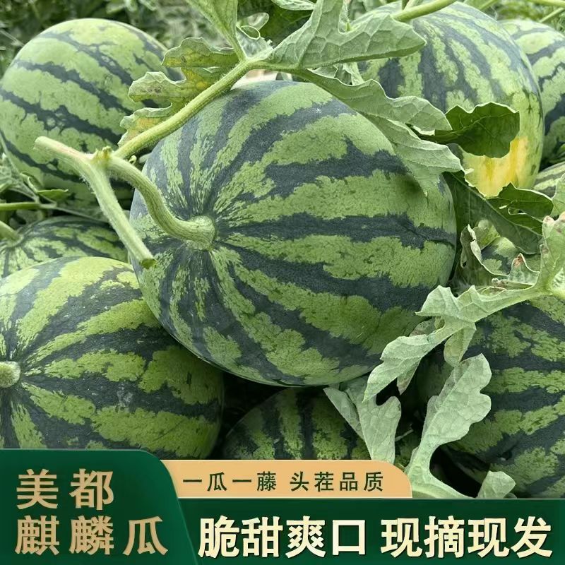 【明天到】头茬麒麟西瓜当季现采现摘 脆甜2500g-4500g西瓜同城送新鲜云南省