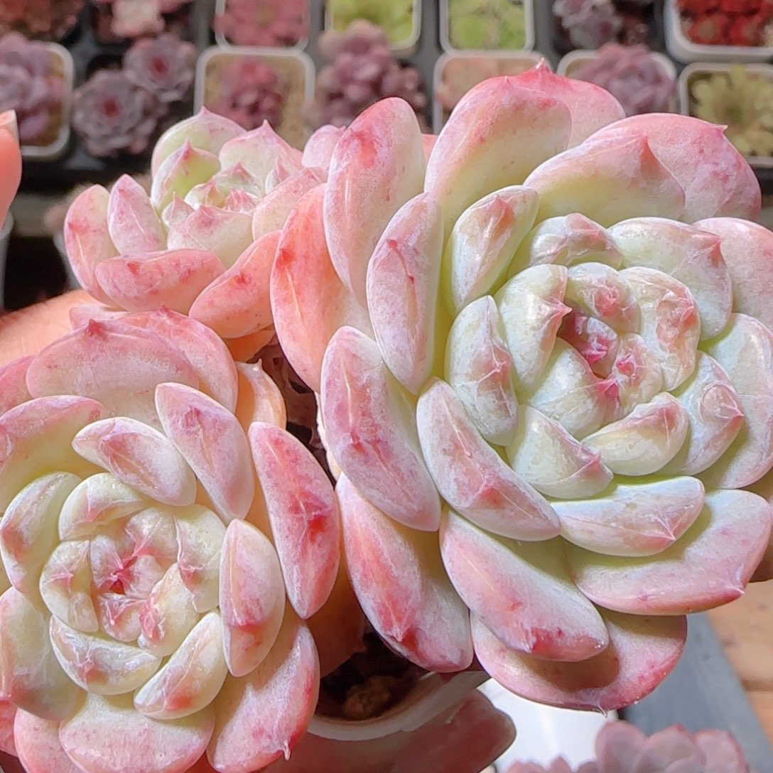 花语多肉1206-35溏心