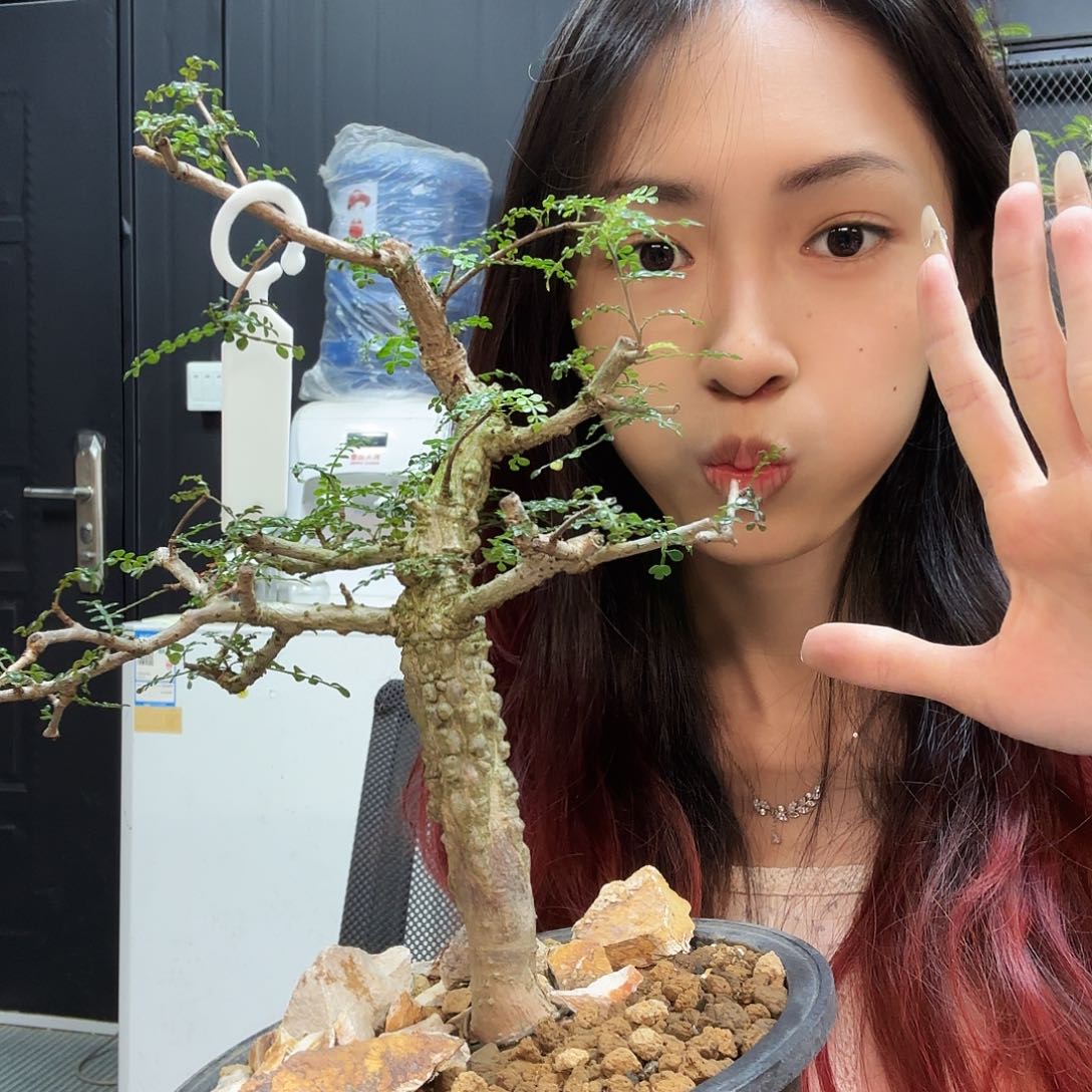 列加氏漆树带盆土