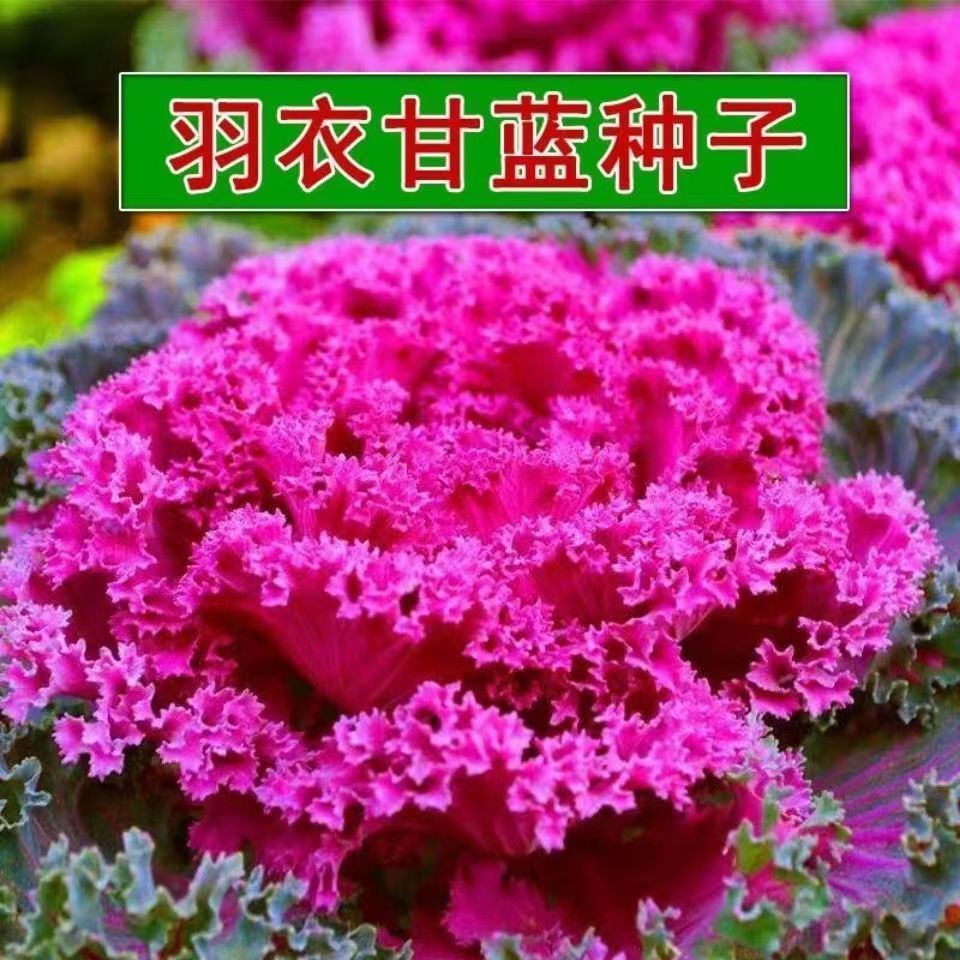 新种羽衣甘蓝种子四季蔬菜种子耐寒可观赏可食用营养稀奇古怪蔬菜