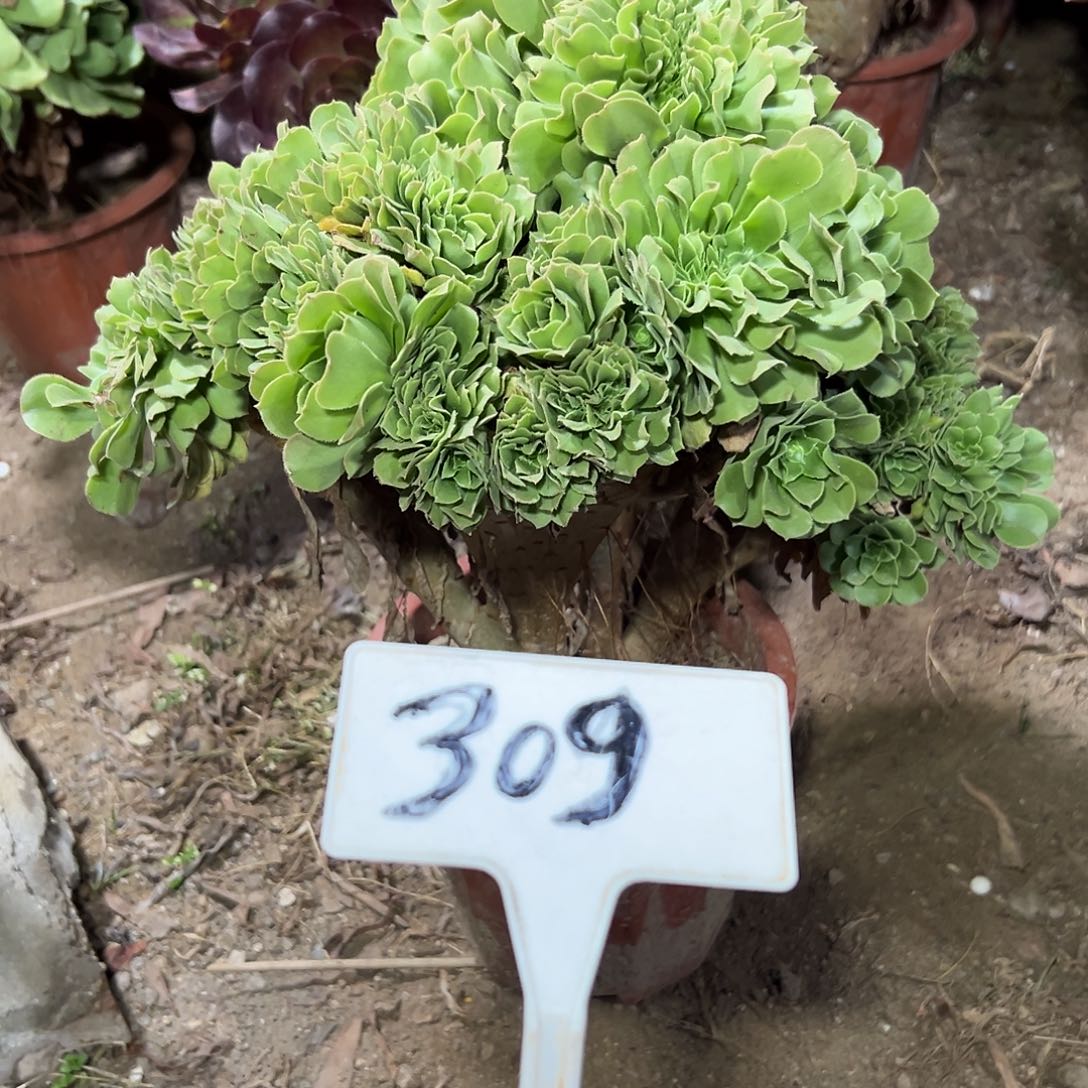 多肉植物绿羊绒缀花