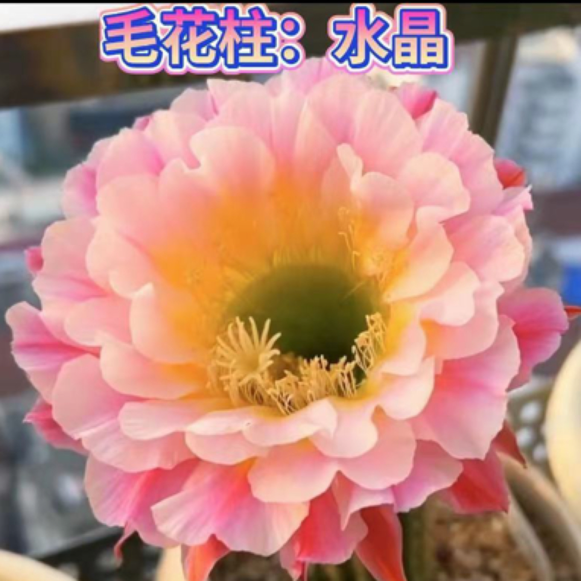 水晶毛花柱仙人球侧芽4厘米