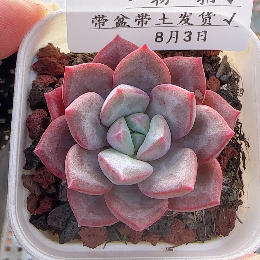 多肉0803-40龙沙宝石