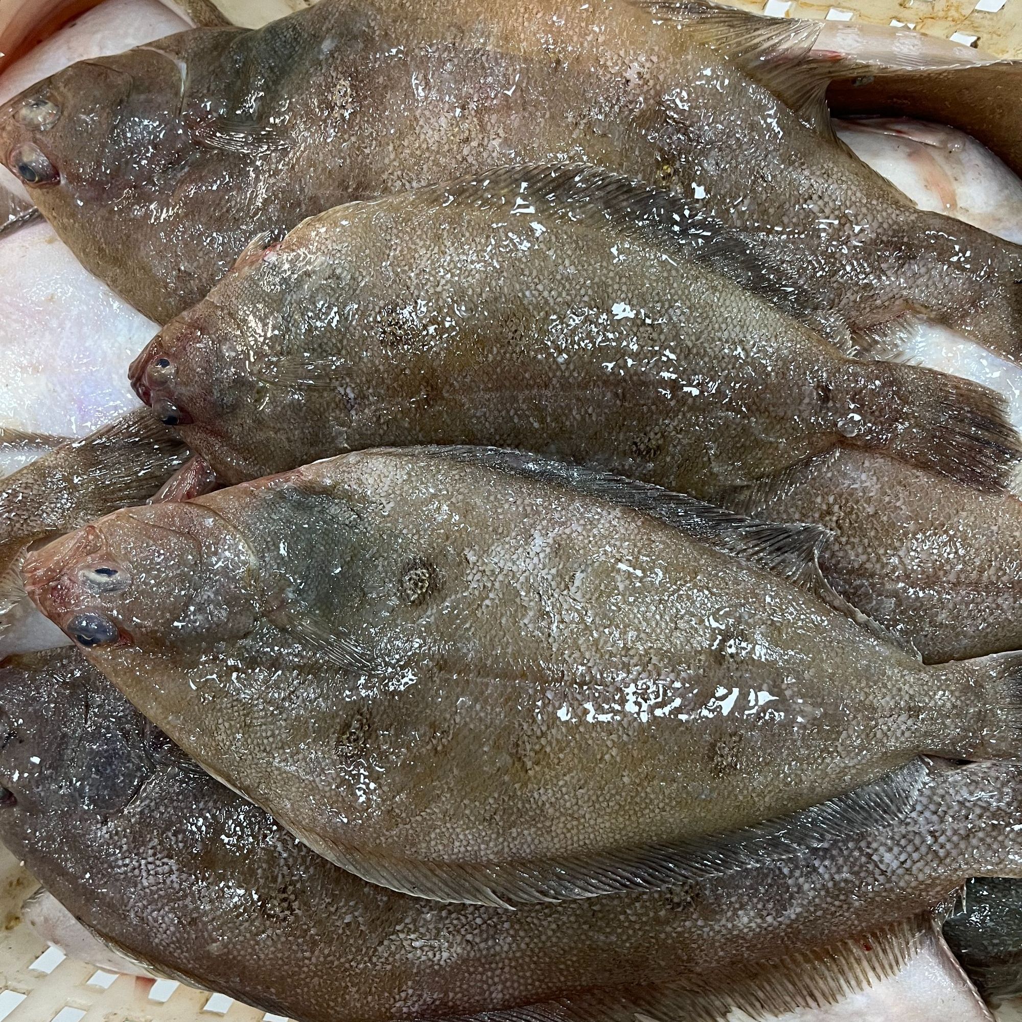 【海捕野生七星鱼】肉嫩好吃  青岛本地沙子口 顺丰发货