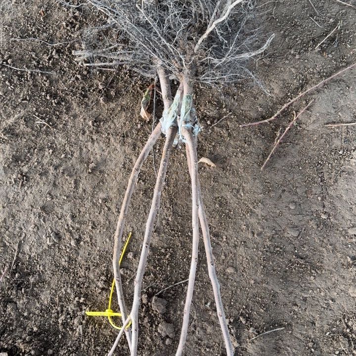 2对双胞胎辉太郎不包成活