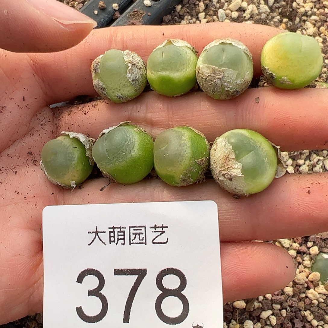 量拍以下2颗拉登。 378