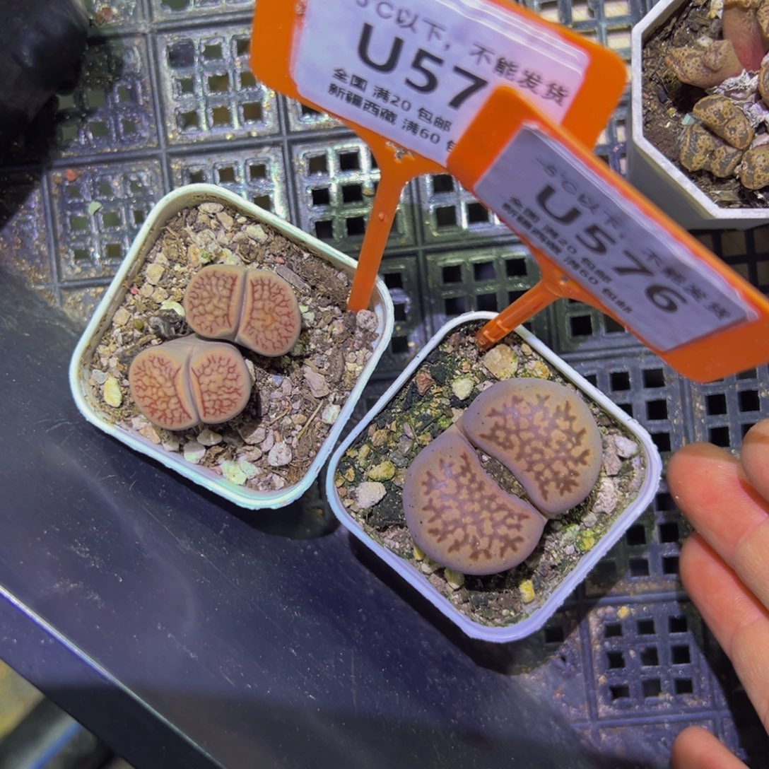 575.576 一物一拍，默认有伤，介意勿拍，不退不换