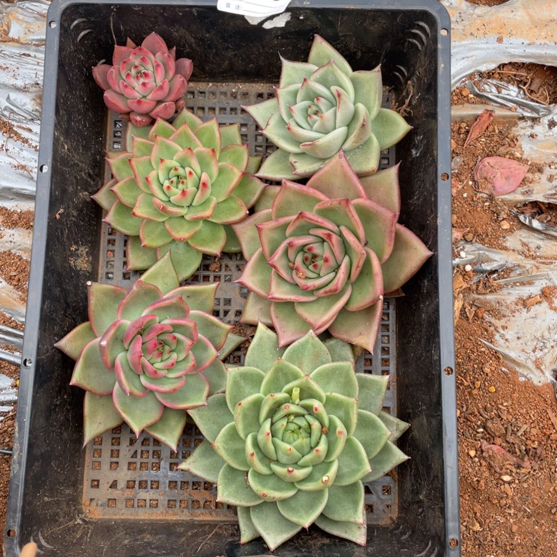 无花朵若如东云组拍E158