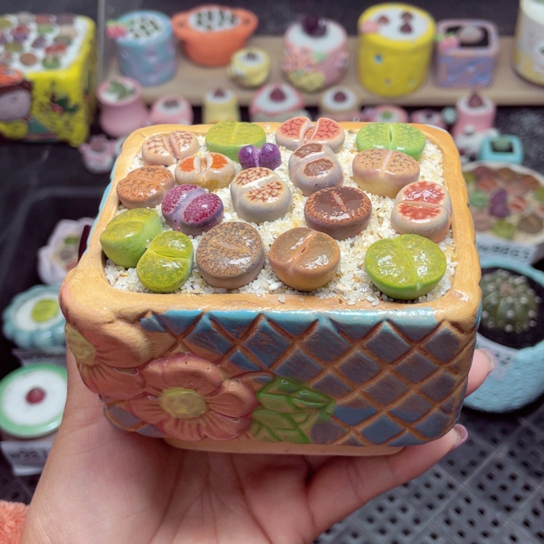 w9873 带盆土发货-零下地区拍保温箱