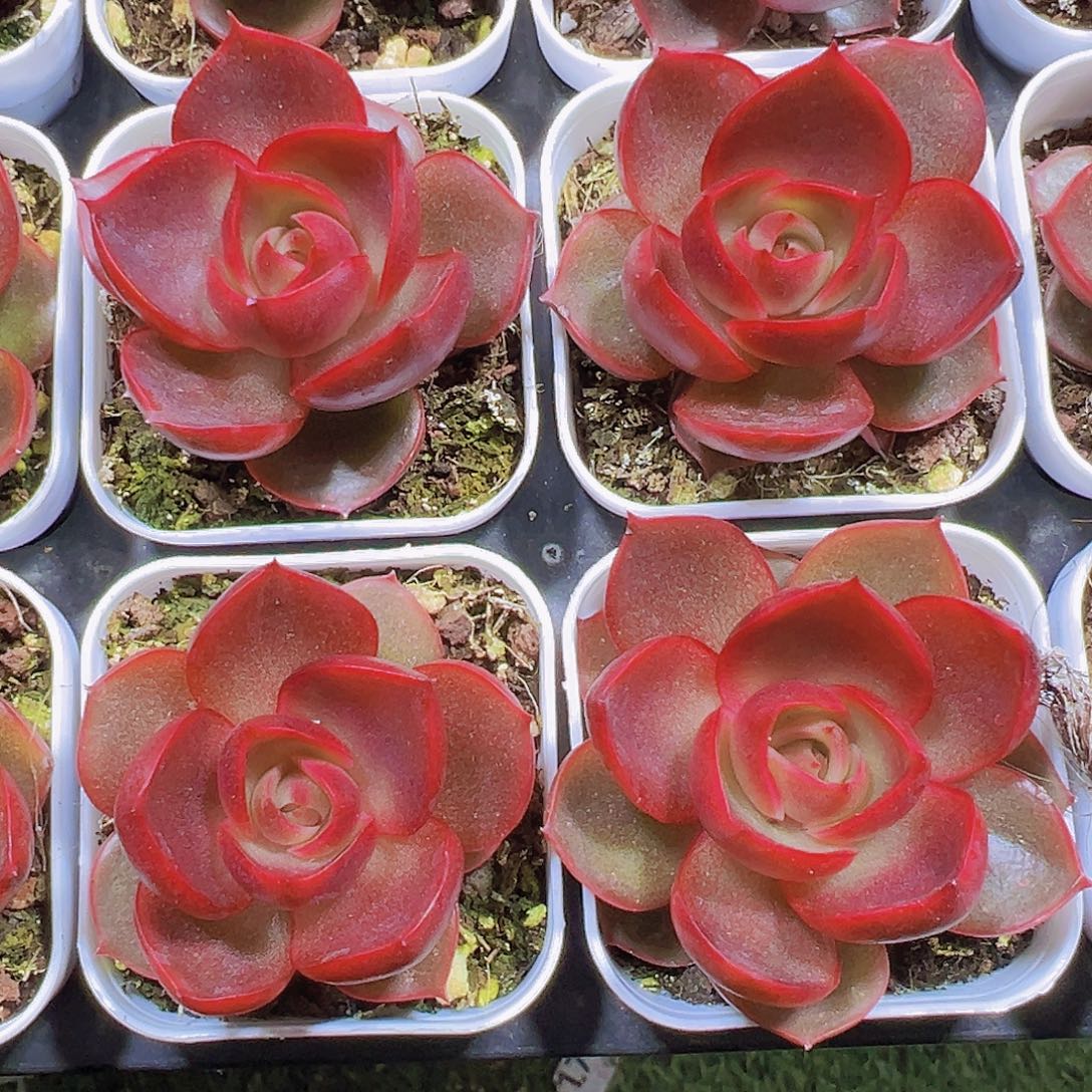 正版红灯2盆19包邮