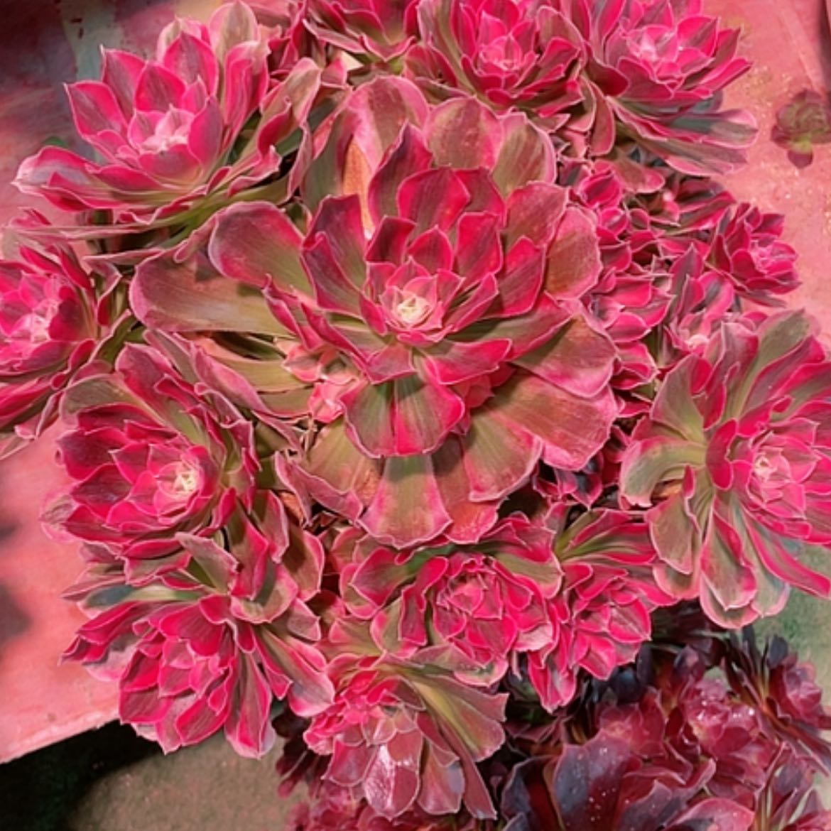 【闪购商品】法师好看也好养胭脂血