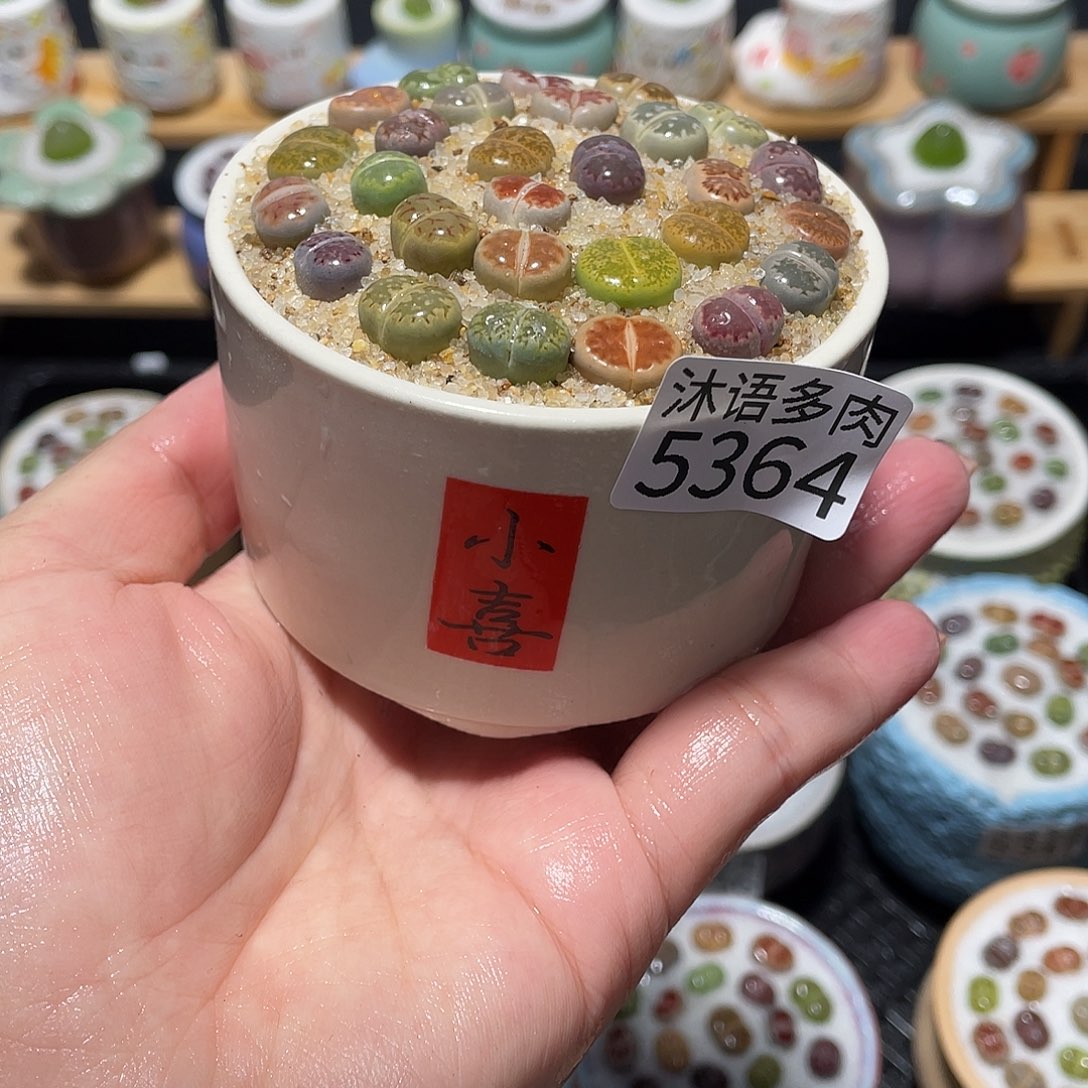 带盆土植物 一物一拍5364
