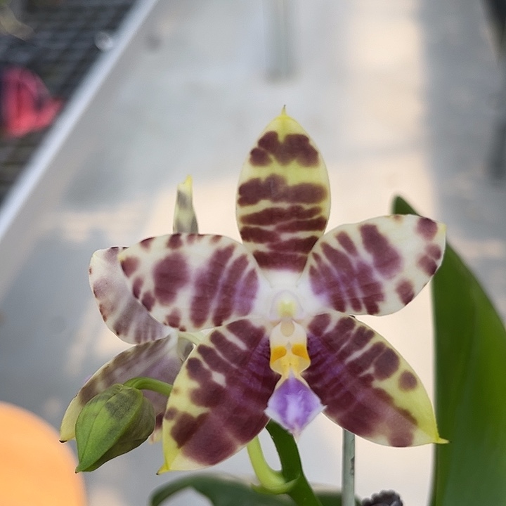 完全开放2.5寸杯弥陀金虎交蓝豹