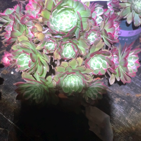 多肉植物海鲜847